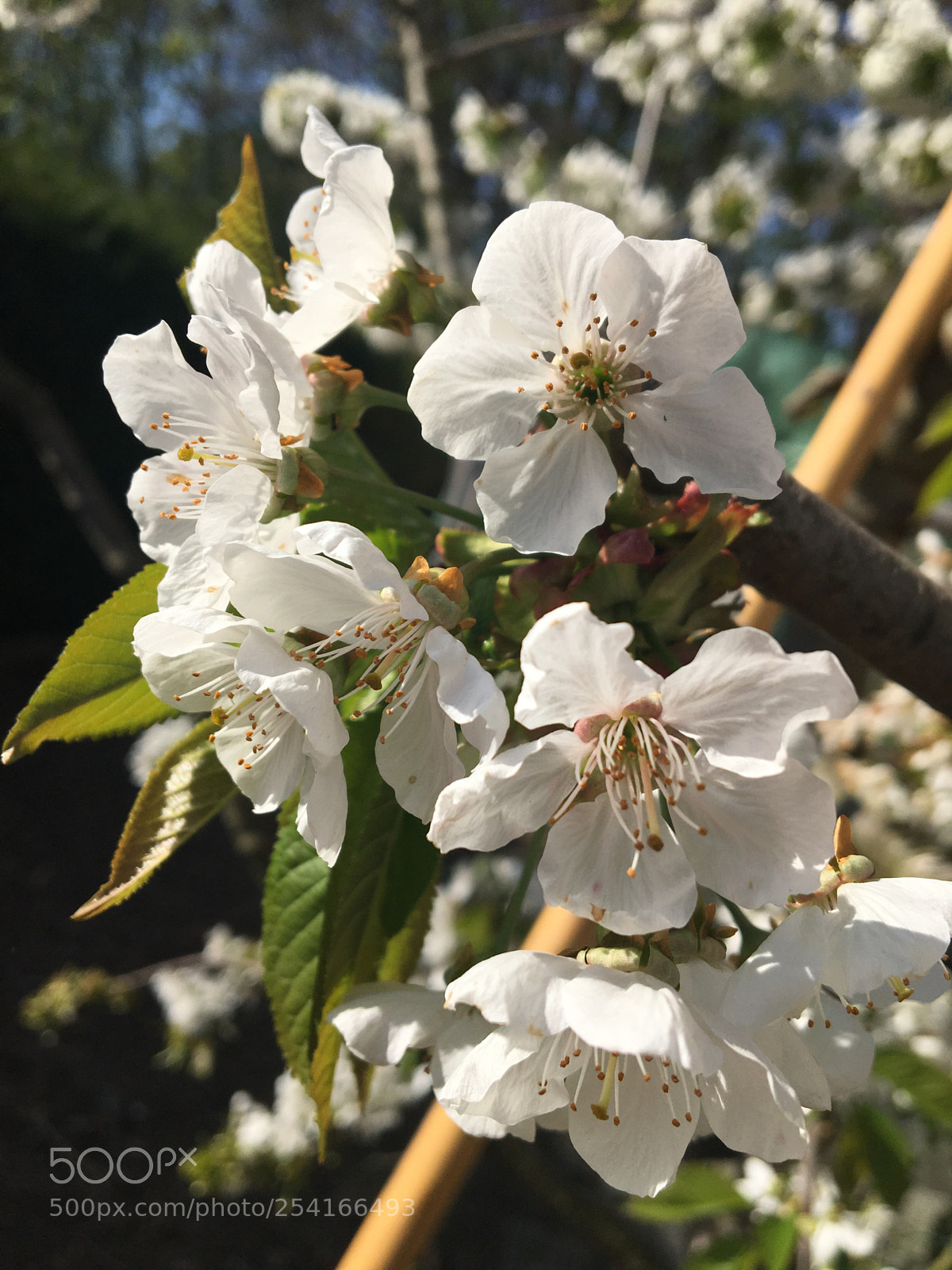 Apple iPhone 6s sample photo. Untitled photography
