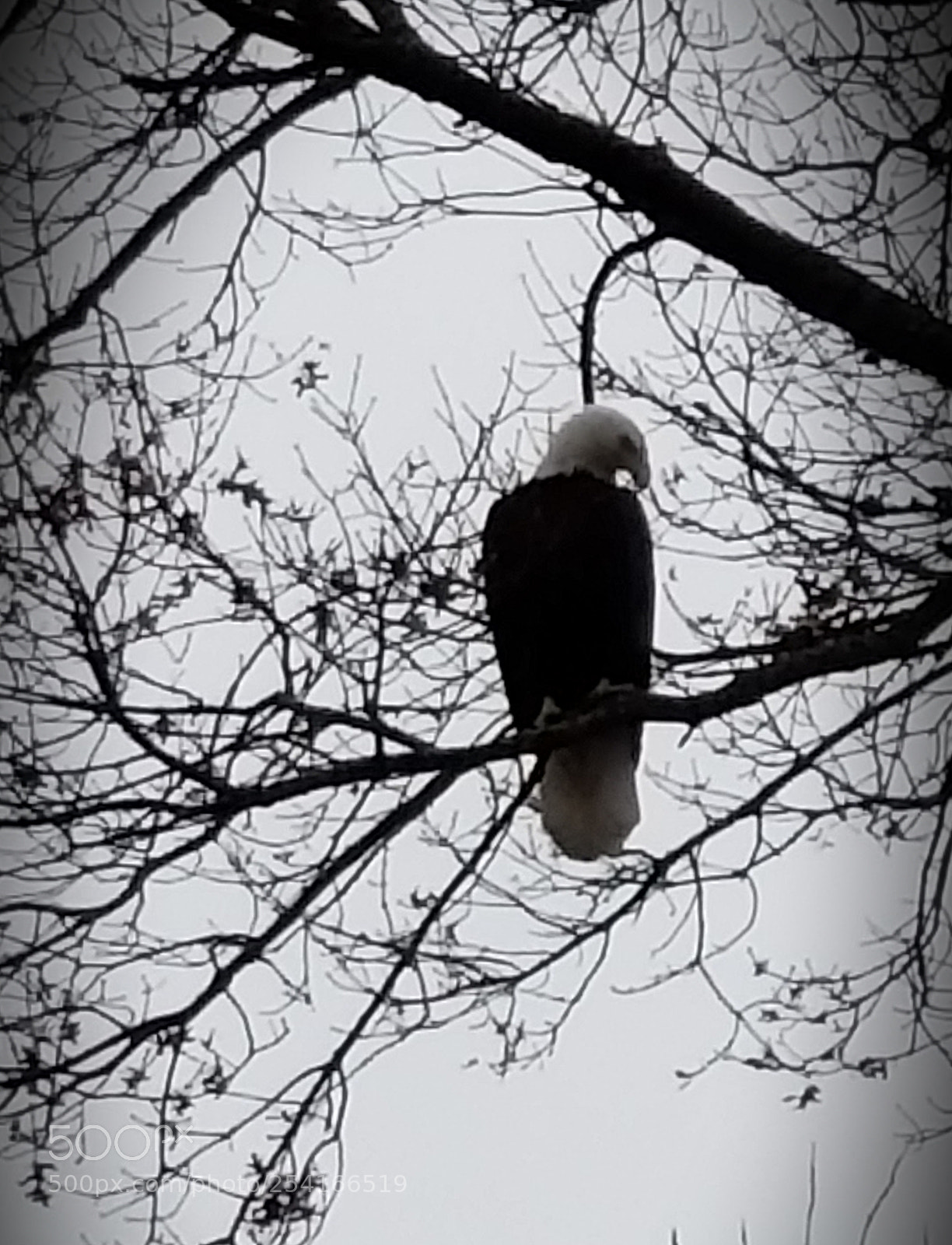 Samsung Galaxy S9+ sample photo. Eagle sitting in a photography
