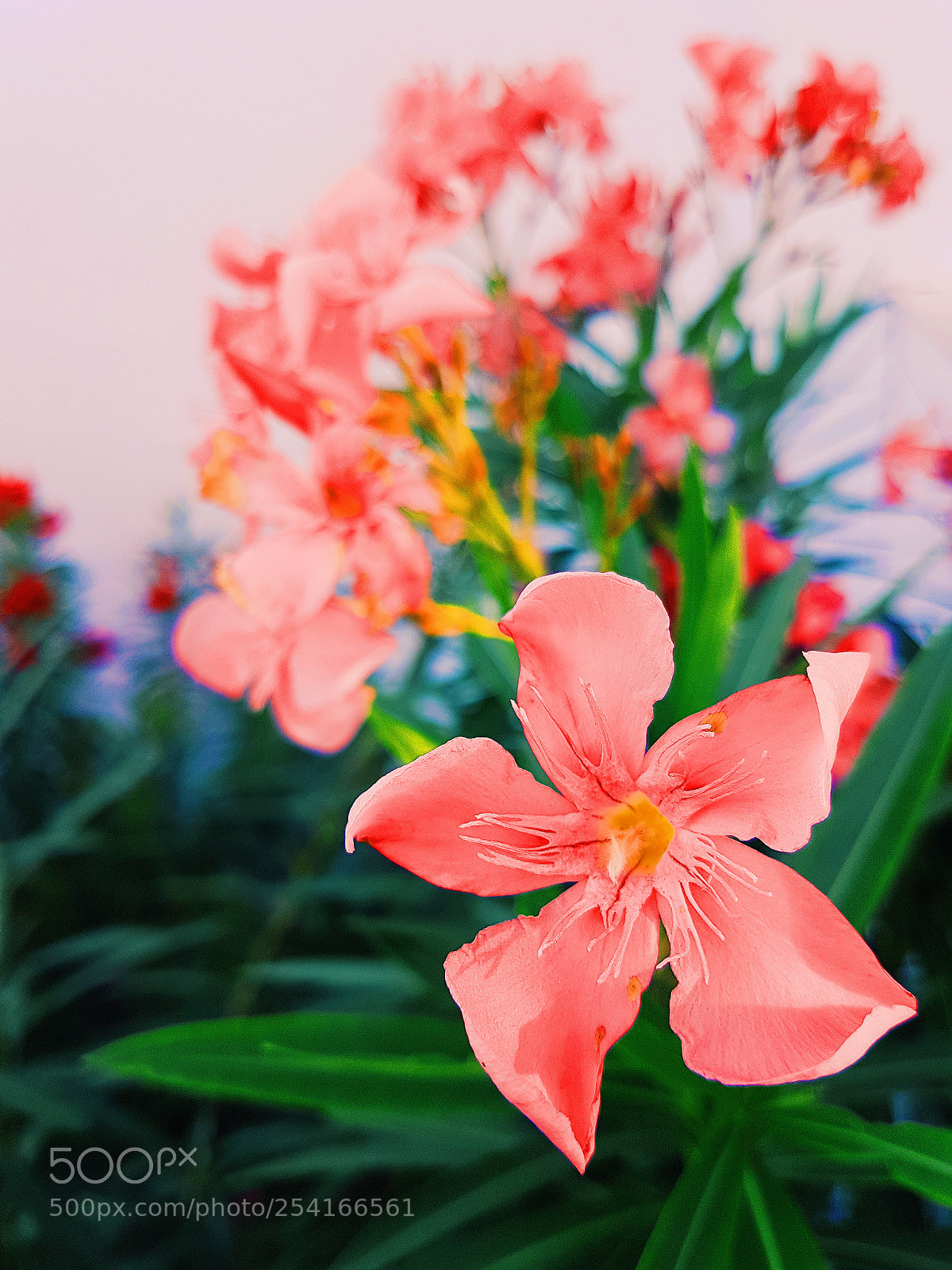 Samsung Galaxy S7 sample photo. Pinky photography