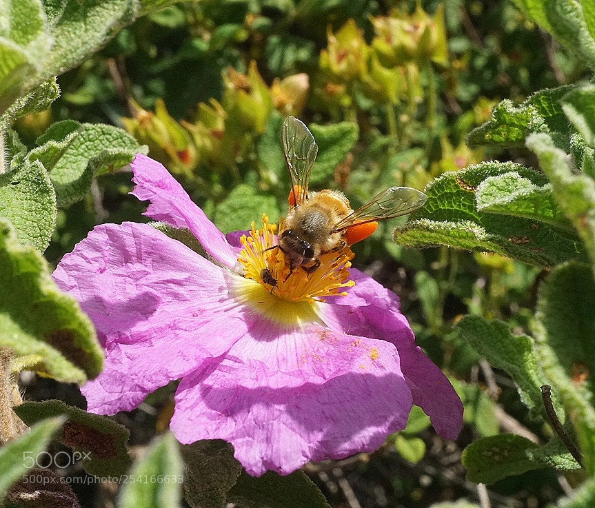 Sony a6000 sample photo. April motif photography