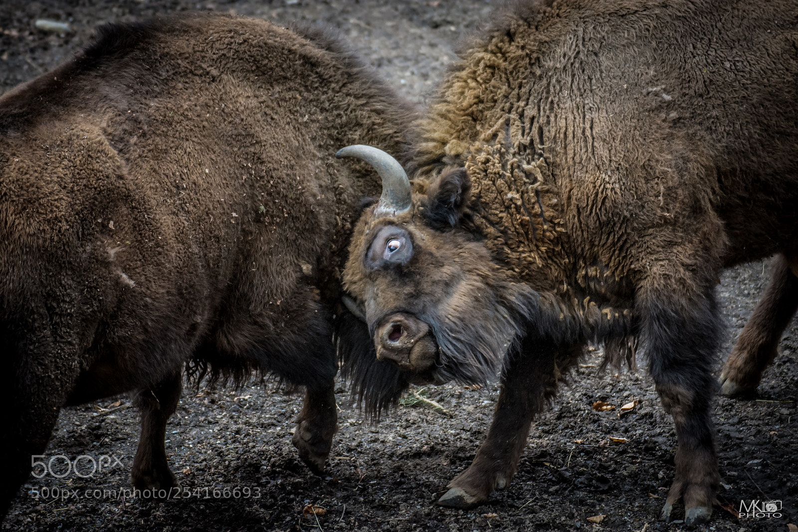 Nikon D7200 sample photo. Buffalo´s fight photography