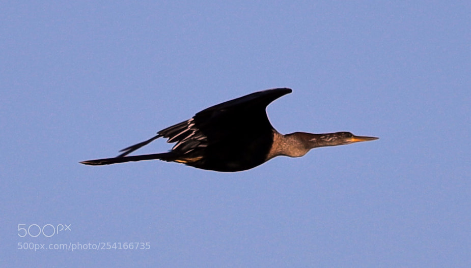 Canon EOS-1D X Mark II sample photo. 04-18-18-0013355.jpg photography