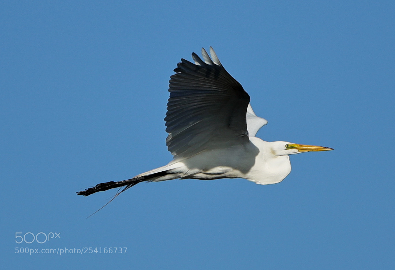 Canon EOS-1D X Mark II sample photo. 04-18-18-0013323.jpg photography