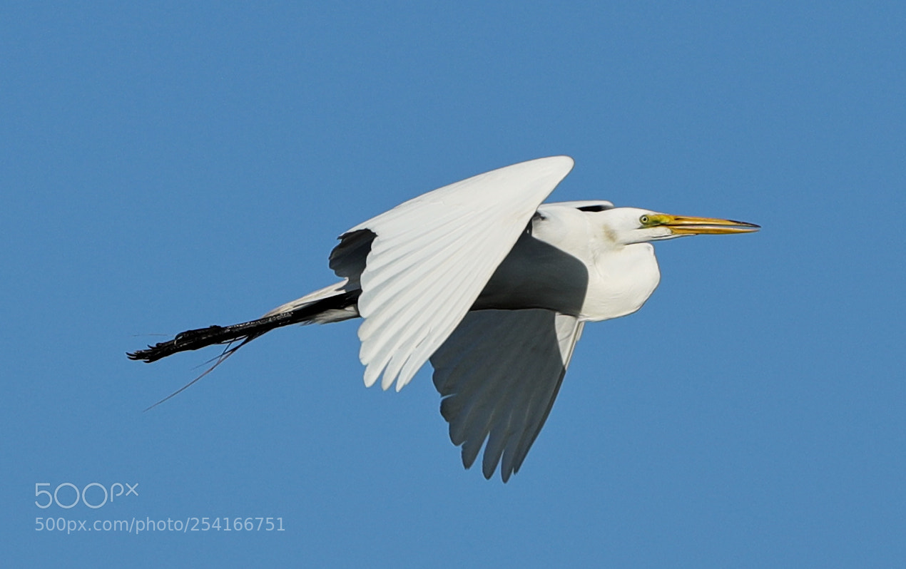 Canon EOS-1D X Mark II sample photo. 04-18-18-0013322.jpg photography