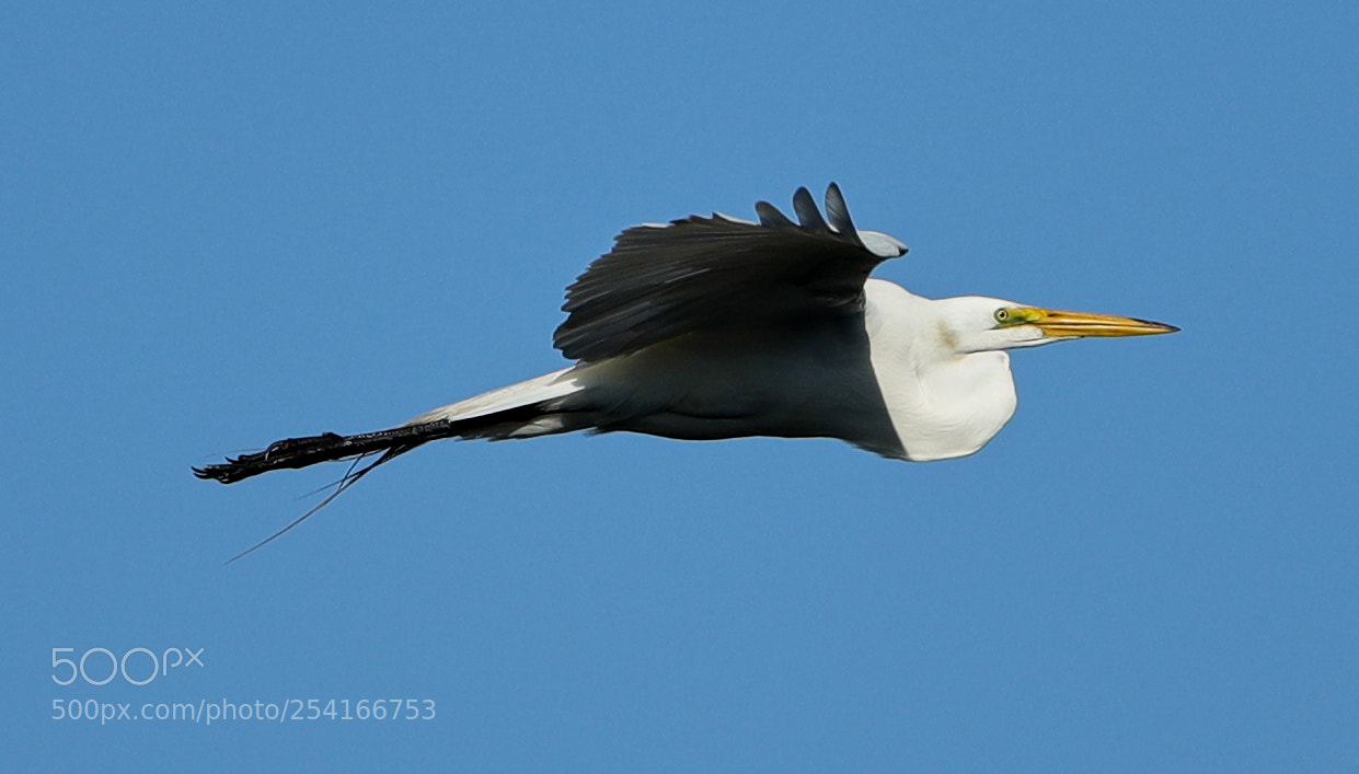 Canon EOS-1D X Mark II sample photo. 04-18-18-0013321.jpg photography