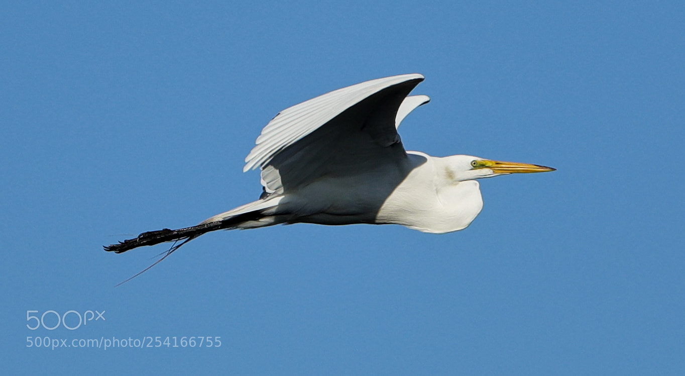 Canon EOS-1D X Mark II sample photo. 04-18-18-0013320.jpg photography