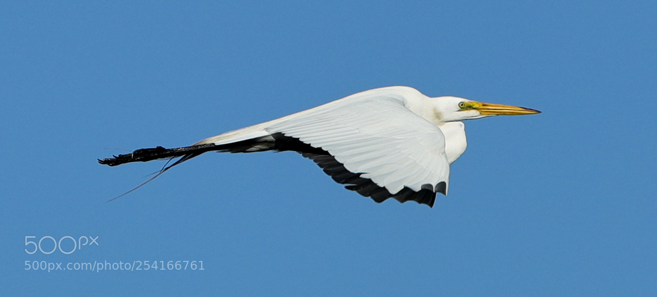 Canon EOS-1D X Mark II sample photo. 04-18-18-0013319.jpg photography