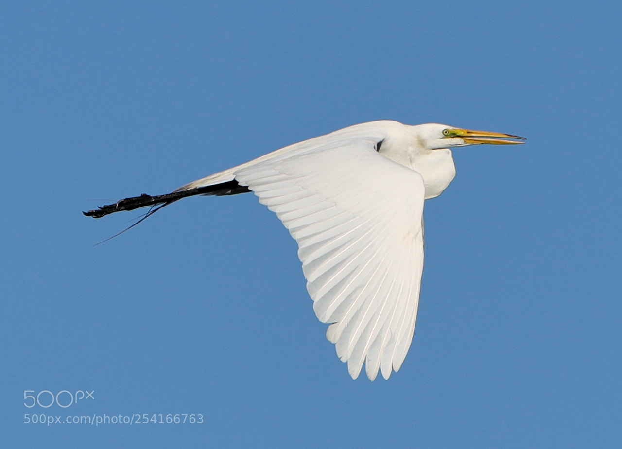 Canon EOS-1D X Mark II sample photo. 04-18-18-0013318.jpg photography