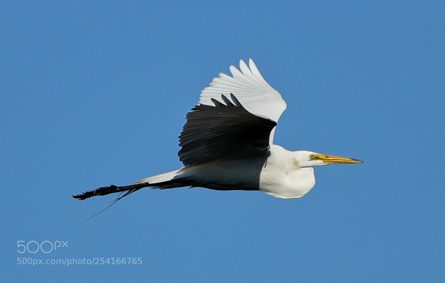 Canon EOS-1D X Mark II sample photo. 04-18-18-0013317.jpg photography
