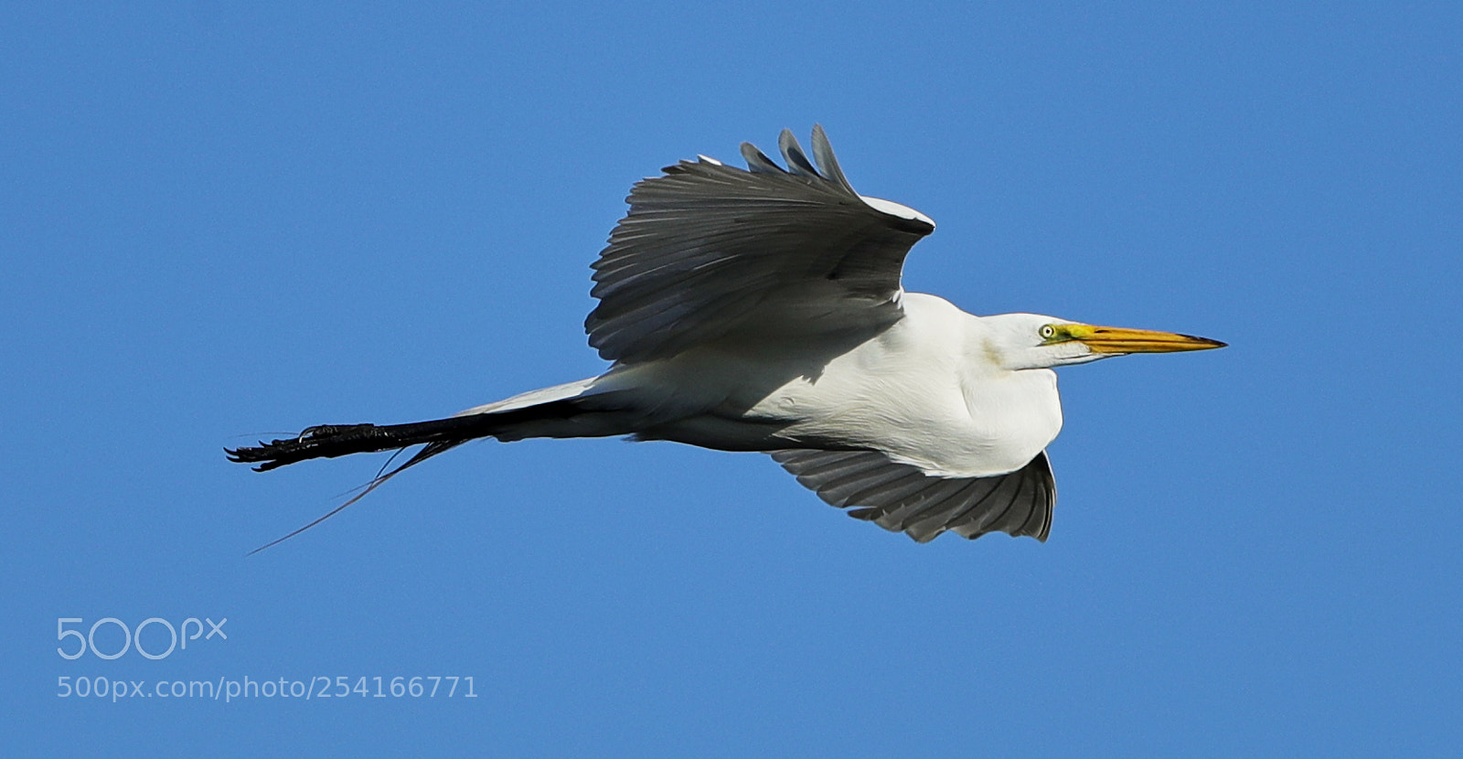 Canon EOS-1D X Mark II sample photo. 04-18-18-0013314.jpg photography