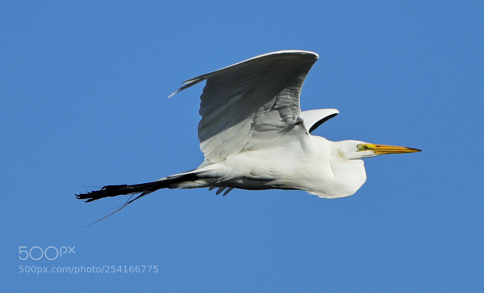 Canon EOS-1D X Mark II sample photo. 04-18-18-0013313.jpg photography