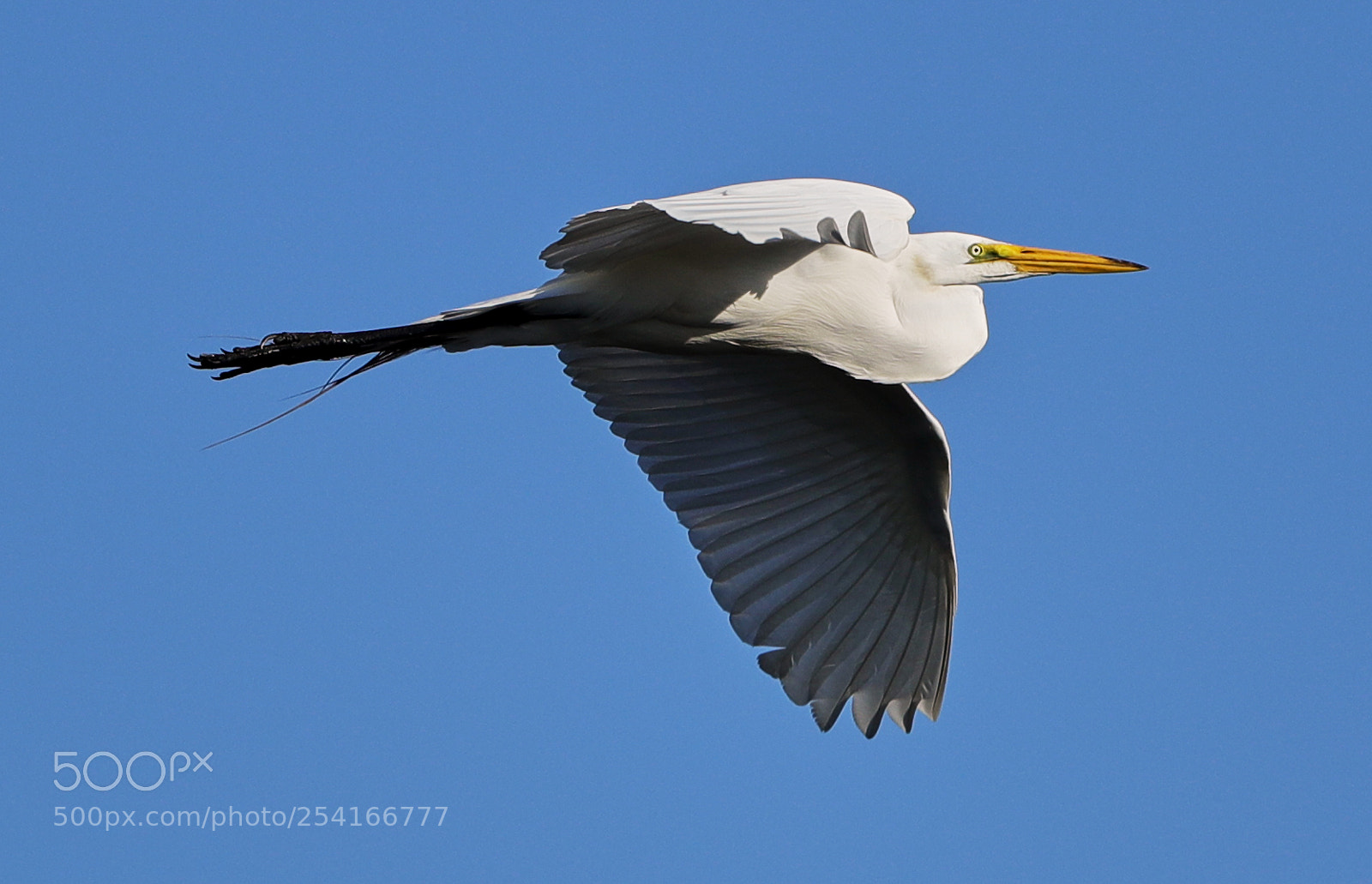 Canon EOS-1D X Mark II sample photo. 04-18-18-0013312.jpg photography
