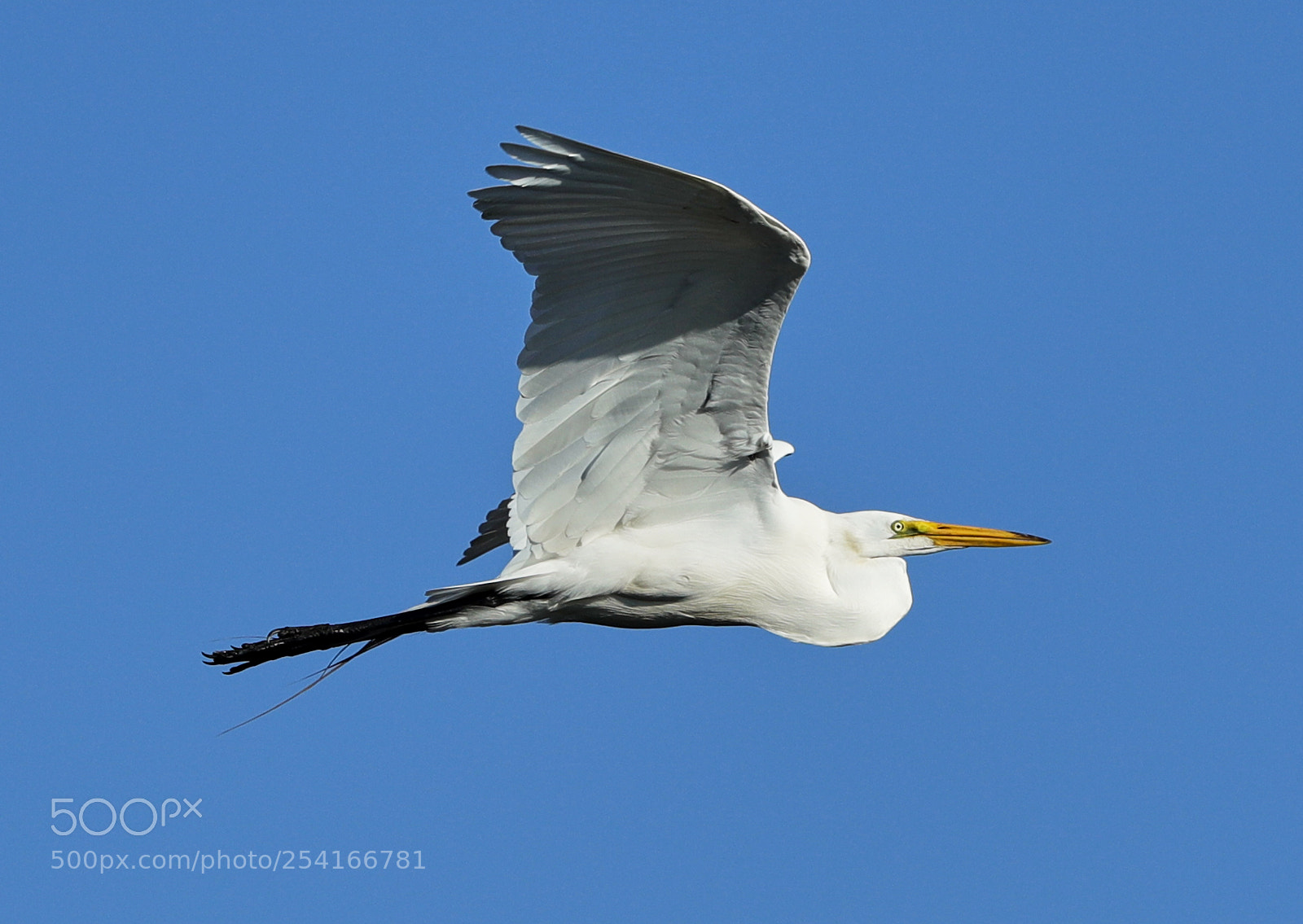 Canon EOS-1D X Mark II sample photo. 04-18-18-0013311.jpg photography