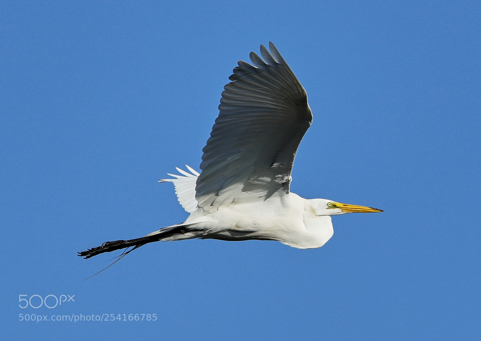 Canon EOS-1D X Mark II sample photo. 04-18-18-0013309.jpg photography