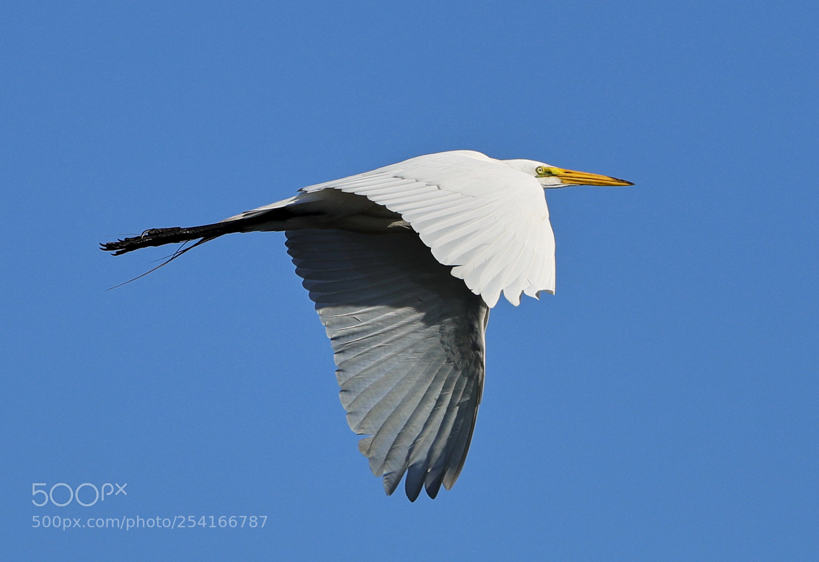 Canon EOS-1D X Mark II sample photo. 04-18-18-0013310.jpg photography
