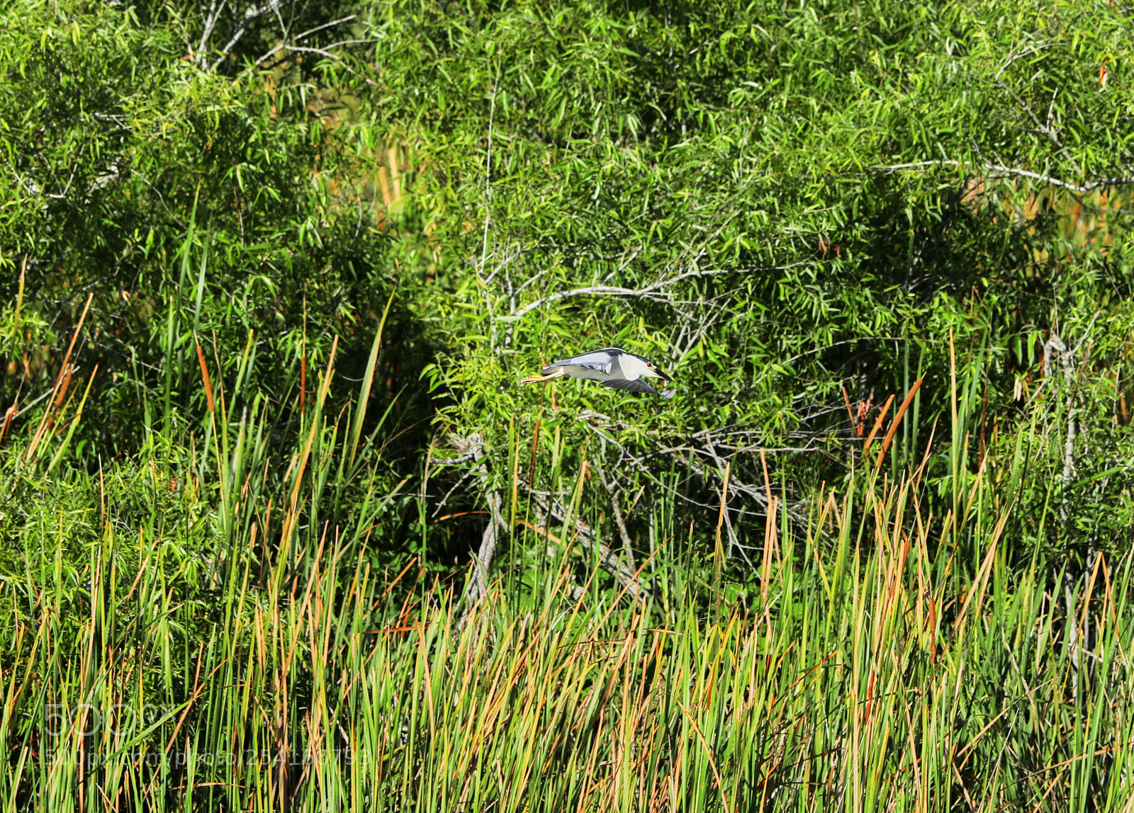 Canon EOS-1D X Mark II sample photo. 04-18-18-0013307 1.jpg photography