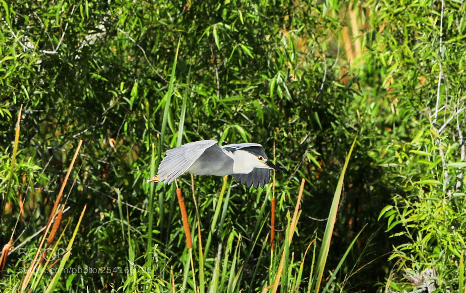 Canon EOS-1D X Mark II sample photo. 04-18-18-0013308.jpg photography