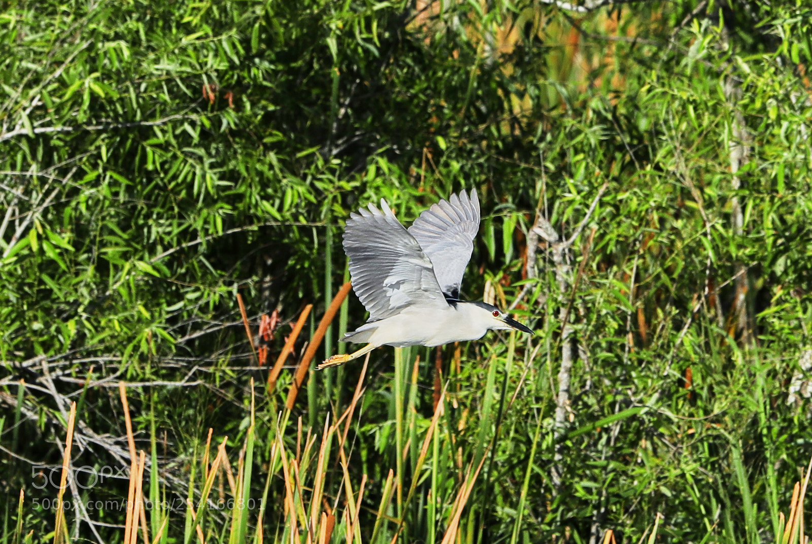 Canon EOS-1D X Mark II sample photo. 04-18-18-0013306.jpg photography