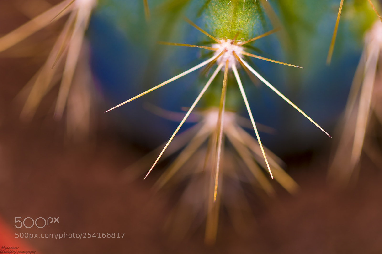 Canon EOS 70D sample photo. Cactus photography