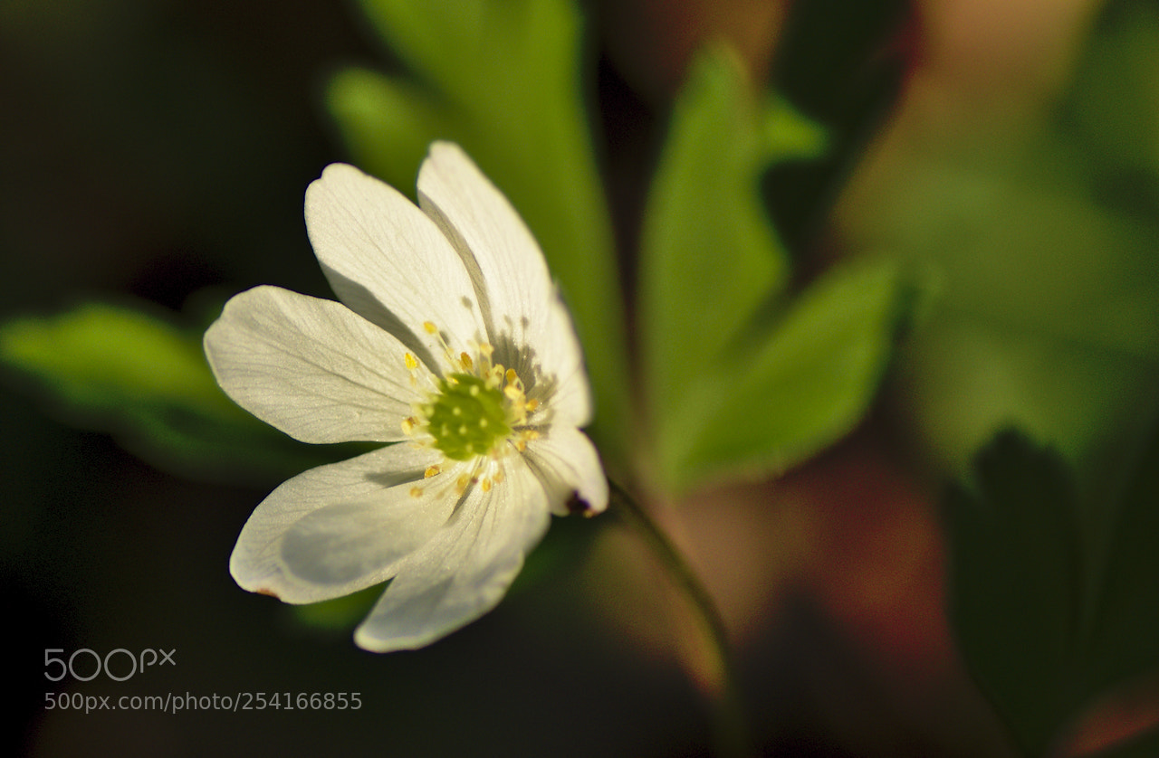 Nikon D5600 sample photo. Flower photography