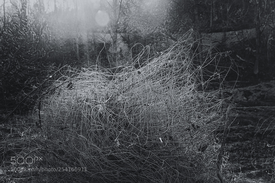 Canon EOS 5DS R sample photo. Alien photography