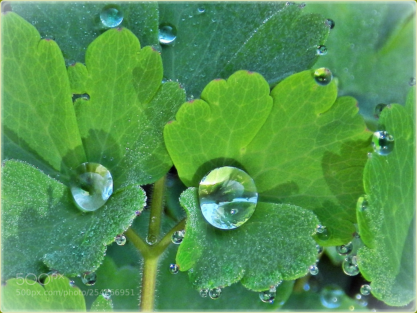 Nikon Coolpix P500 sample photo. Small pleasures photography
