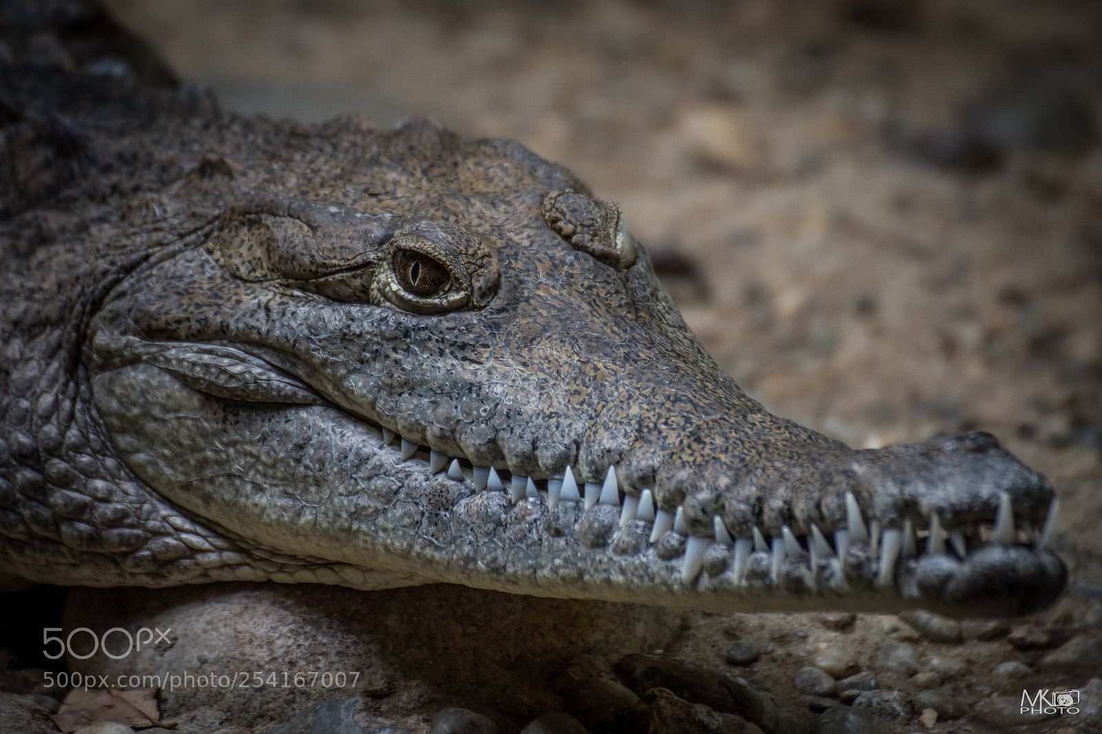 Nikon D7200 sample photo. Crocodile photography