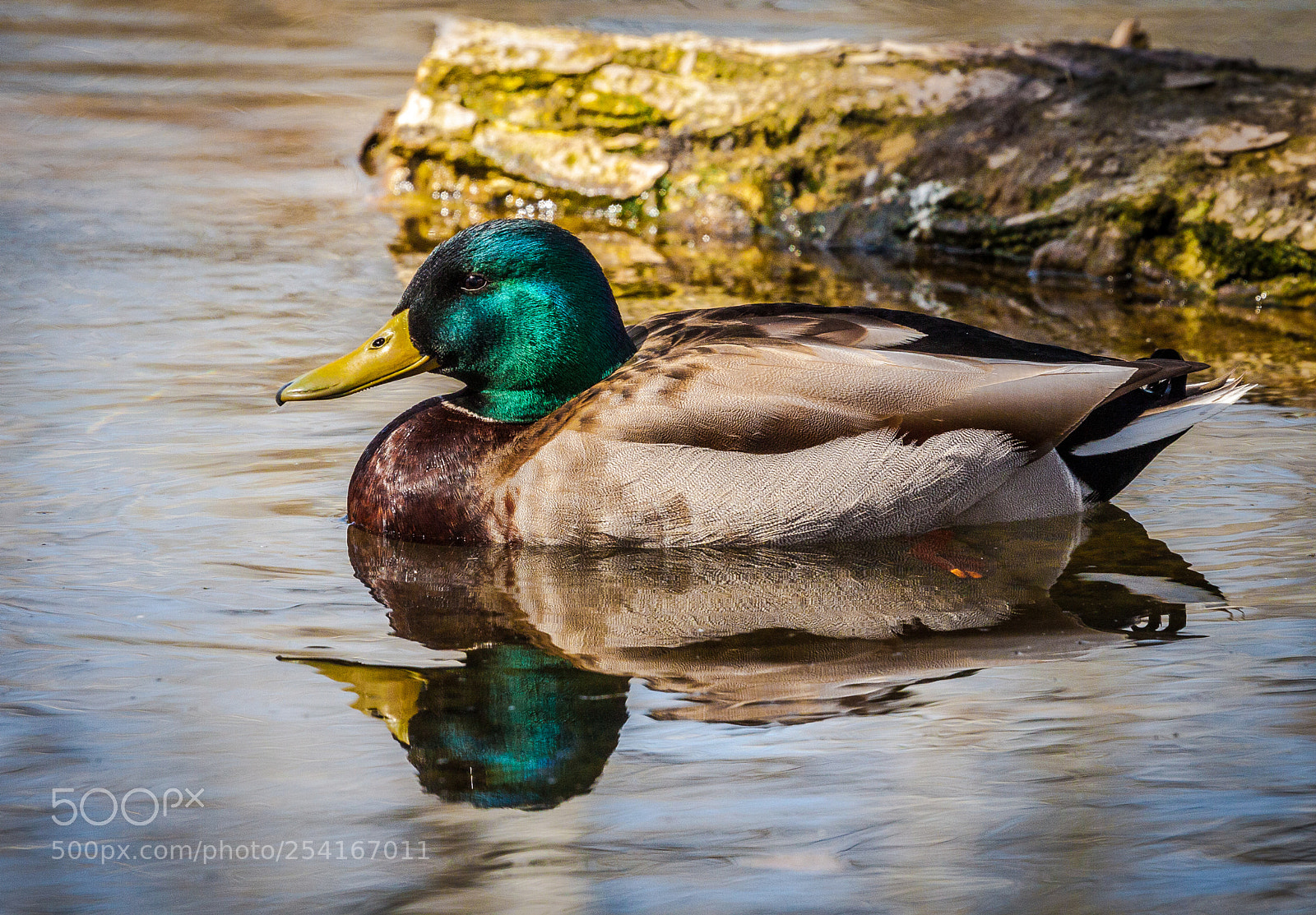 Canon EOS 50D sample photo. Mallard on the far photography