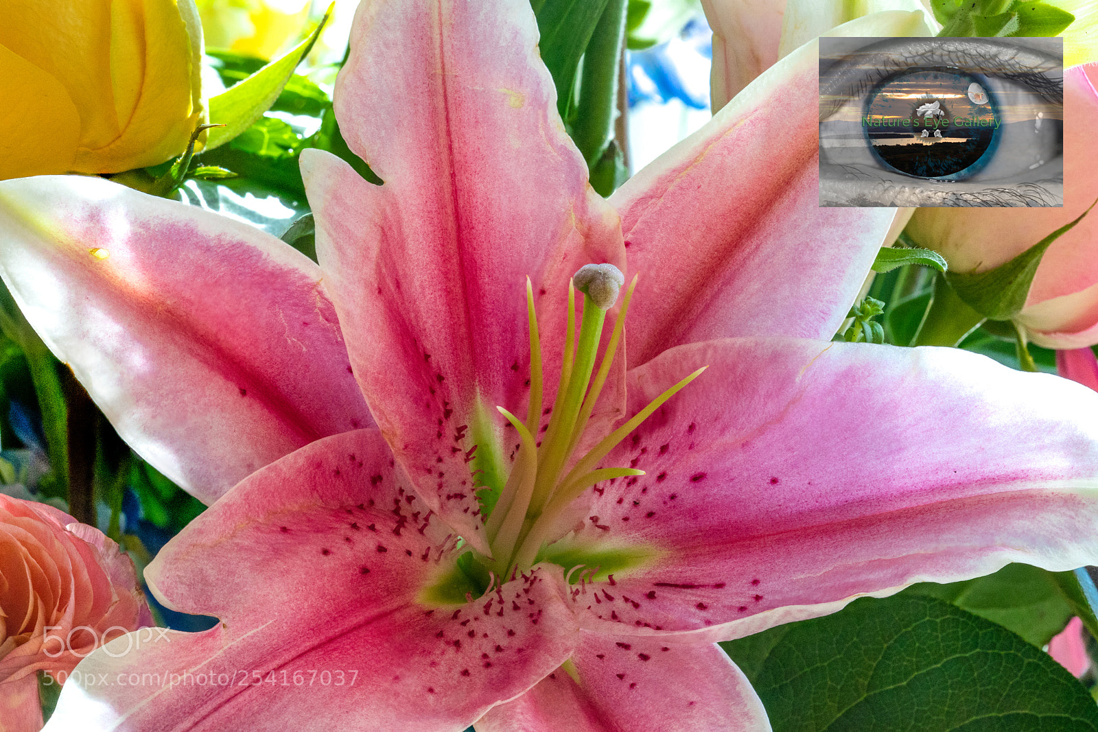 Canon EOS 5D Mark IV sample photo. Flower focus stack photography