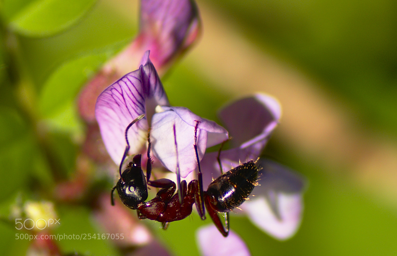 Nikon D5600 sample photo. Fourmis photography