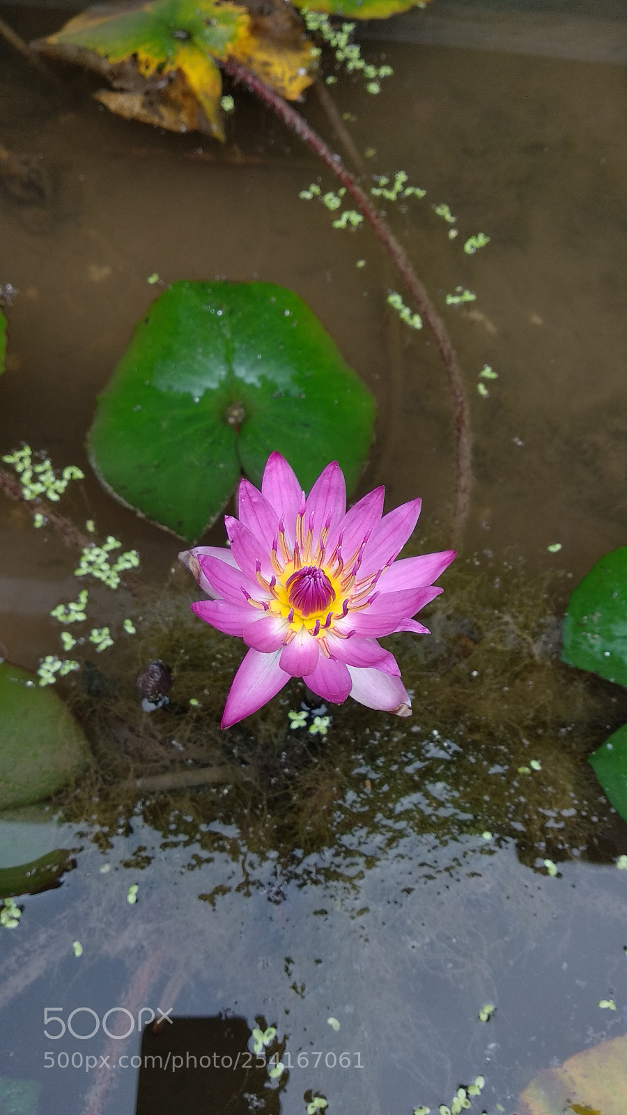 Xiaomi Mi A1 sample photo. Pure flower photography