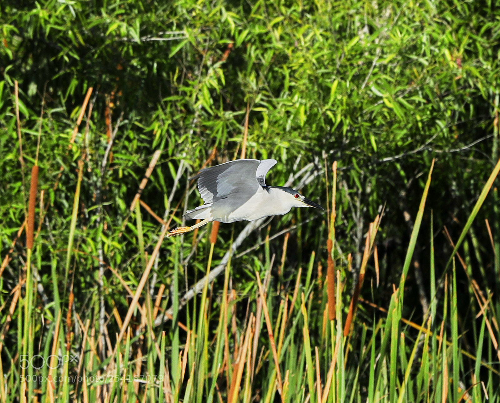 Canon EOS-1D X Mark II sample photo. 04-18-18-0013304.jpg photography