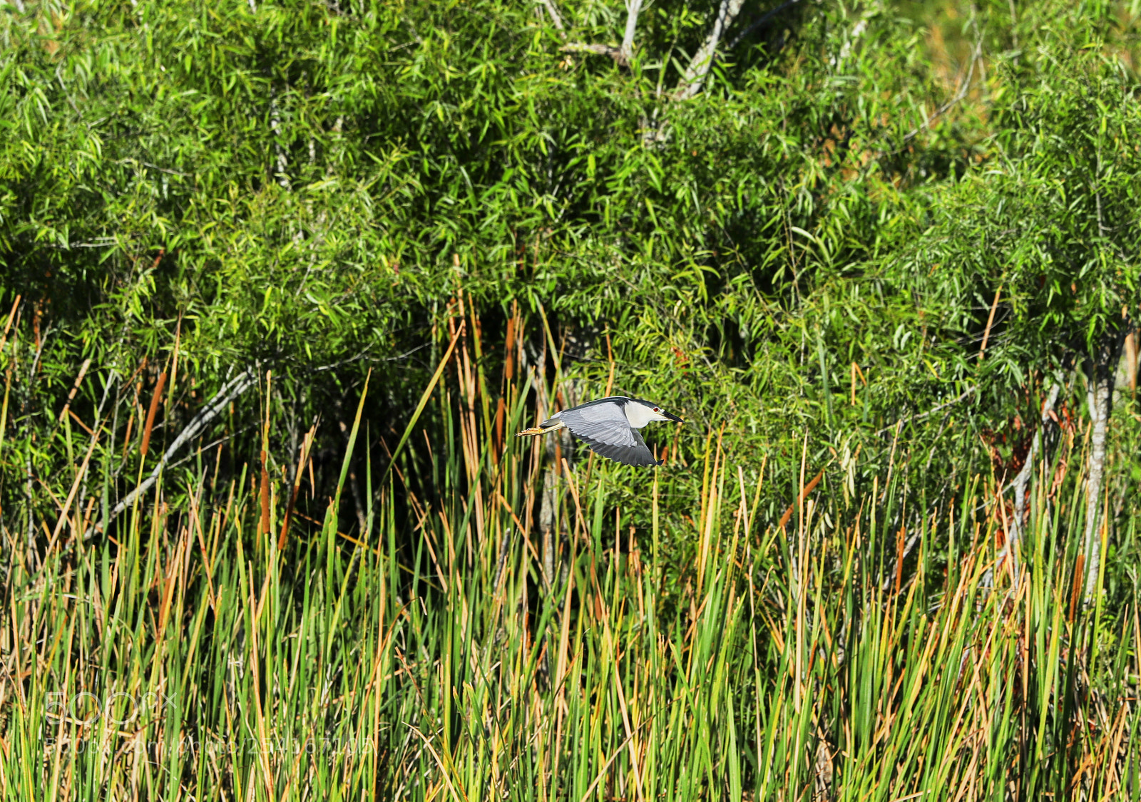 Canon EOS-1D X Mark II sample photo. 04-18-18-0013303.jpg photography