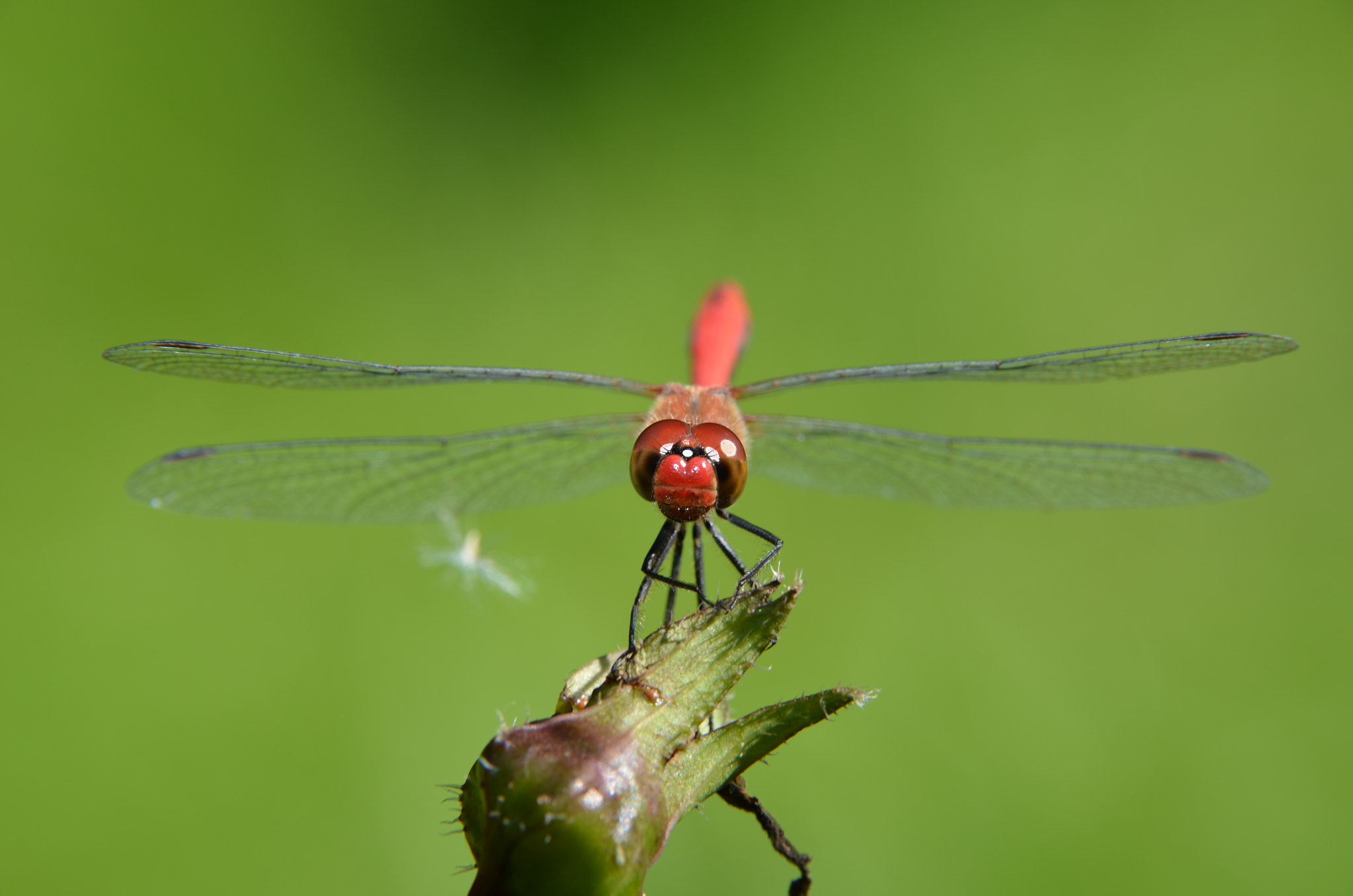 Nikon D5100 sample photo. Dragonfly photography