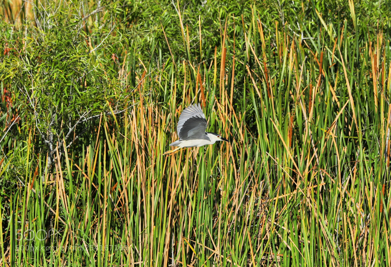 Canon EOS-1D X Mark II sample photo. 04-18-18-0013299.jpg photography