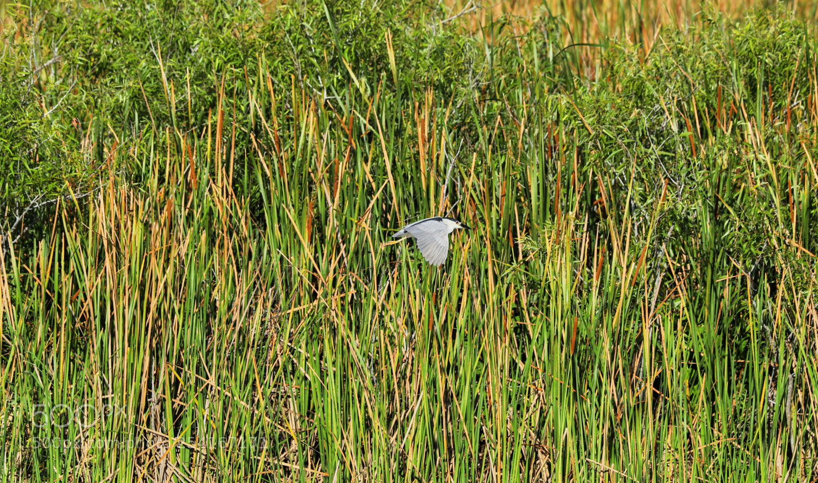 Canon EOS-1D X Mark II sample photo. 04-18-18-0013298.jpg photography