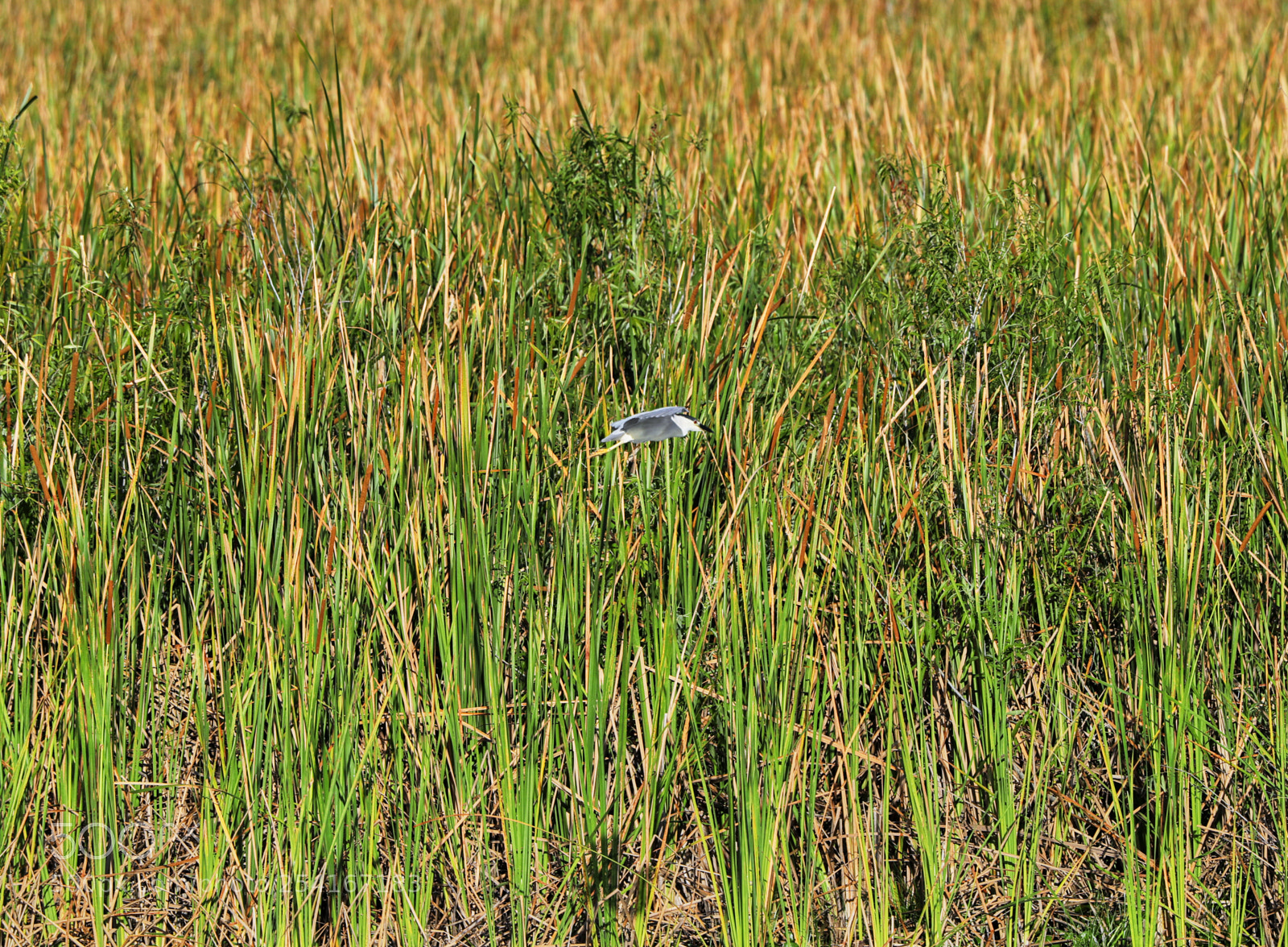 Canon EOS-1D X Mark II sample photo. 04-18-18-0013297.jpg photography