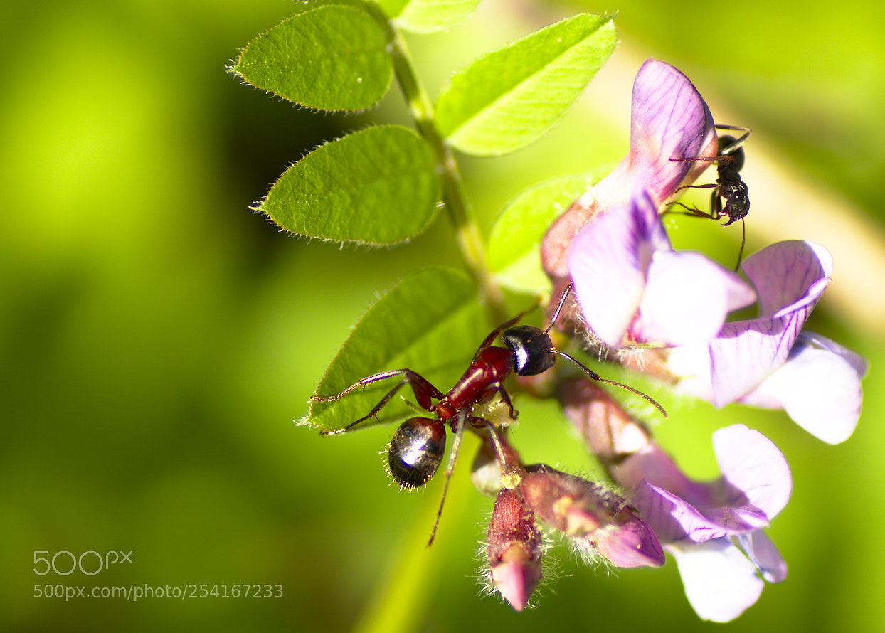 Nikon D5600 sample photo. Fourmis photography