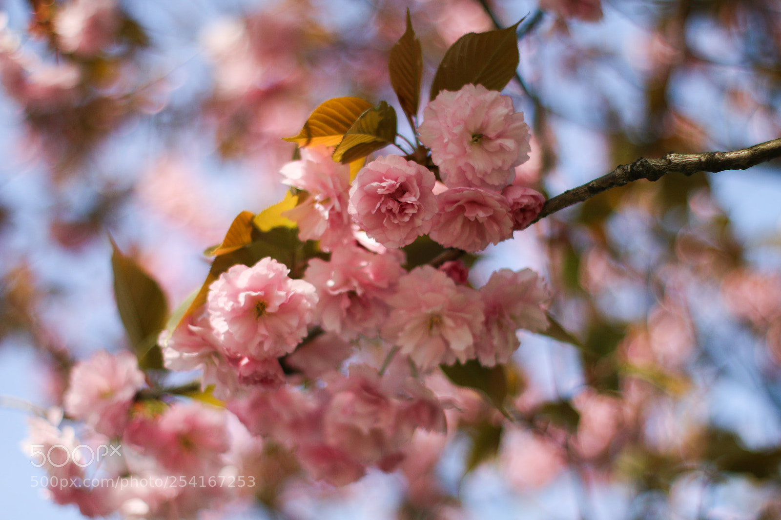 Canon EOS 70D sample photo. Blütenzweig photography