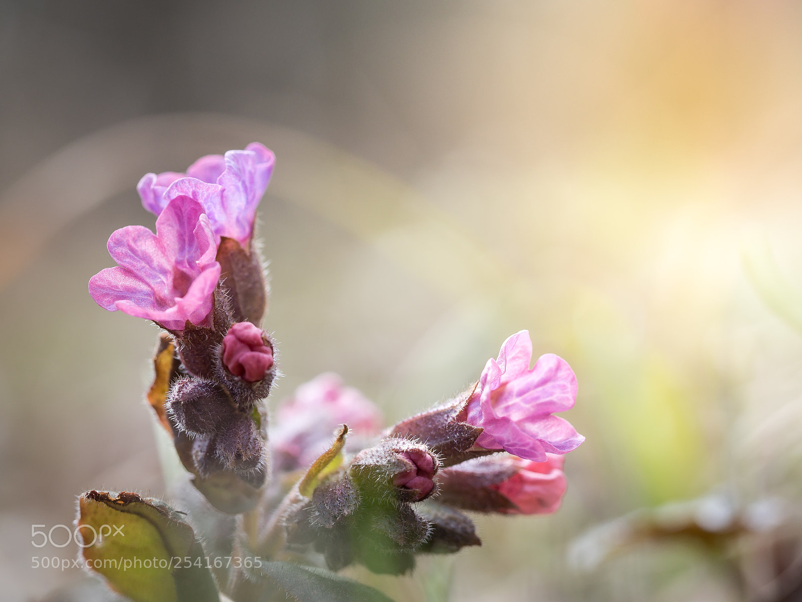 Olympus OM-D E-M10 II sample photo. Pulmonaria photography