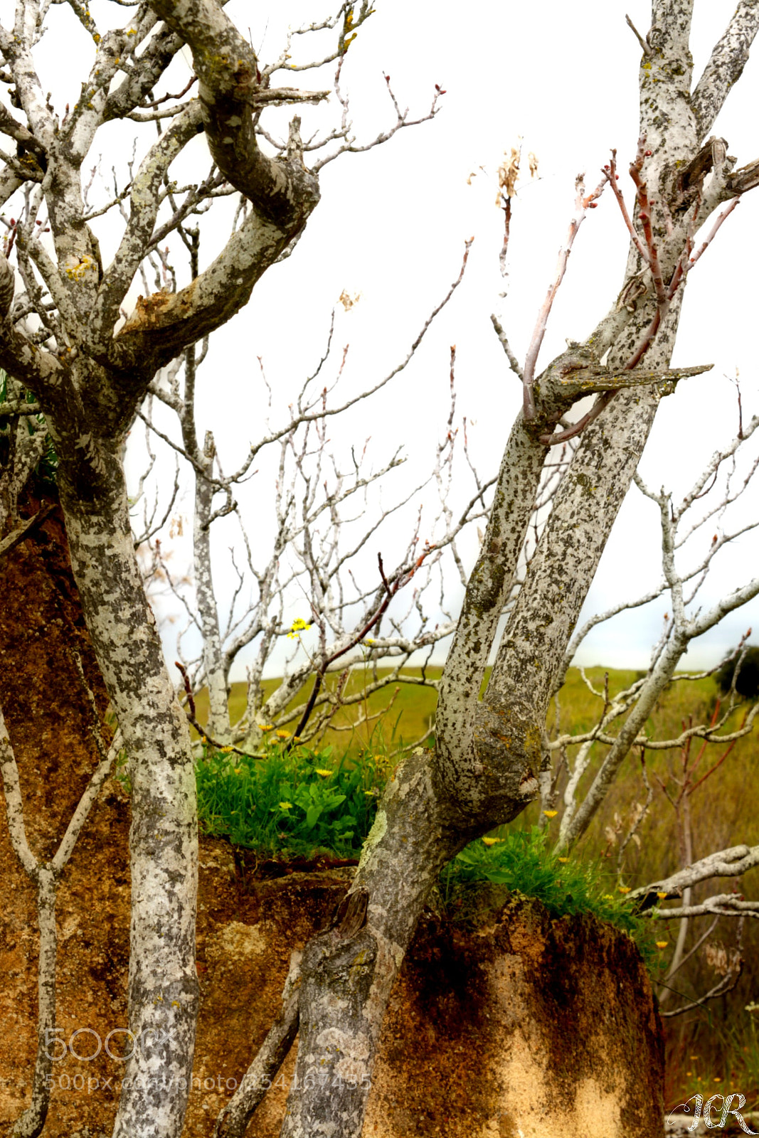 Nikon D5200 sample photo. Flores amarillas con arbol photography