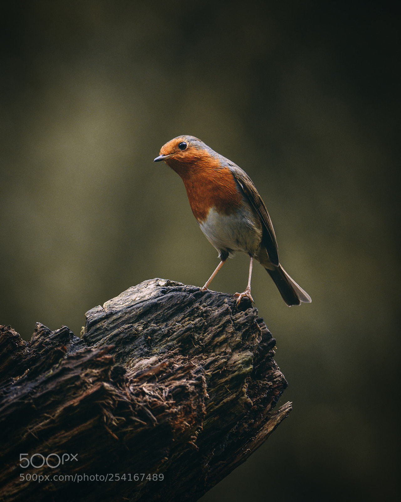 Nikon D7200 sample photo. European robin photography