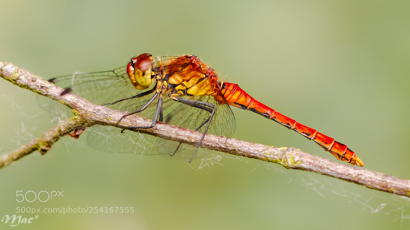 Canon EOS 70D sample photo. Ruddy darter-bloedrode heidelibel photography