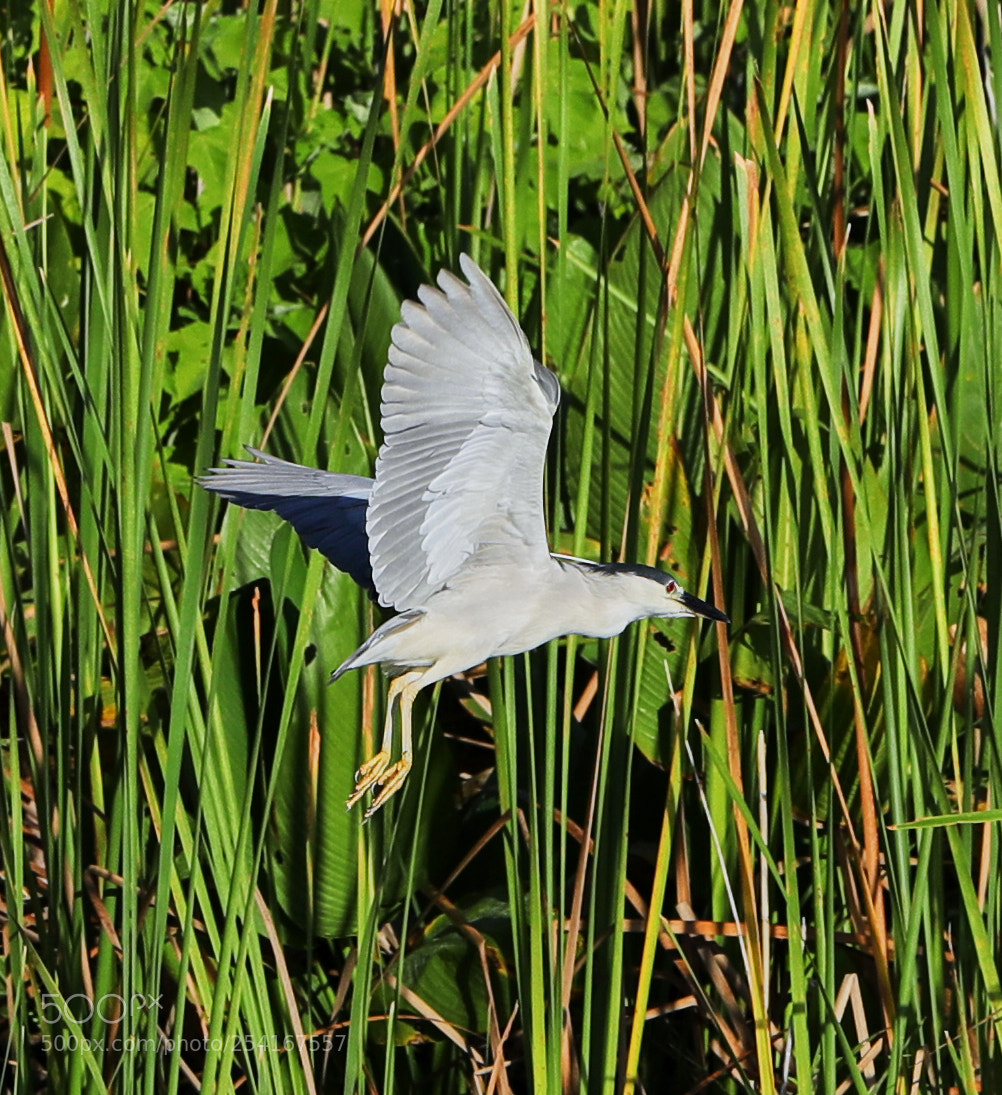 Canon EOS-1D X Mark II sample photo. 04-18-18-0013288.jpg photography