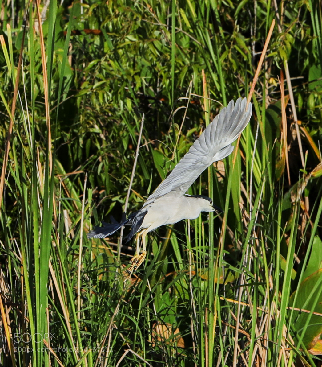 Canon EOS-1D X Mark II sample photo. 04-18-18-0013286.jpg photography