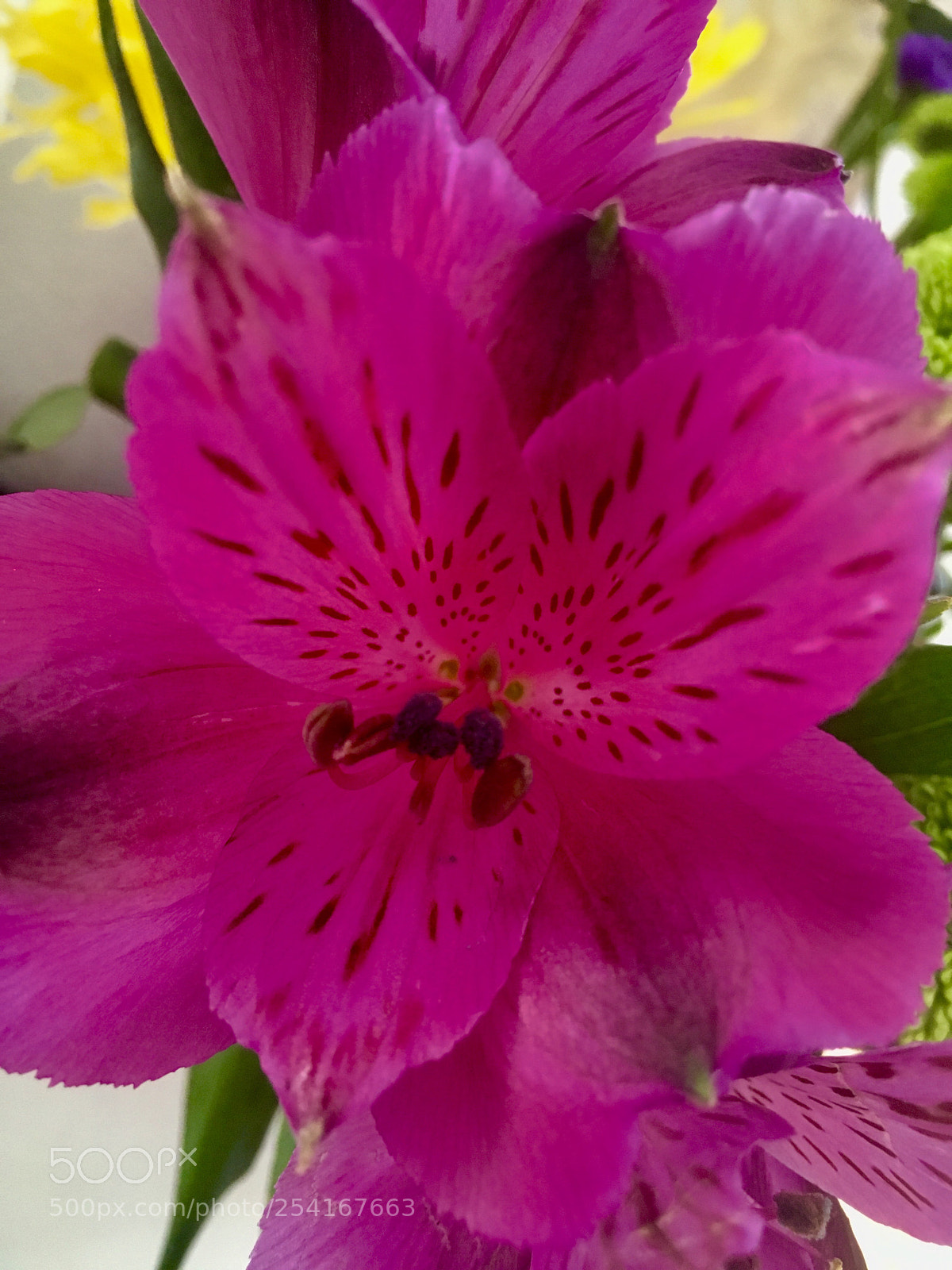 Apple iPhone SE sample photo. Centre stage photography