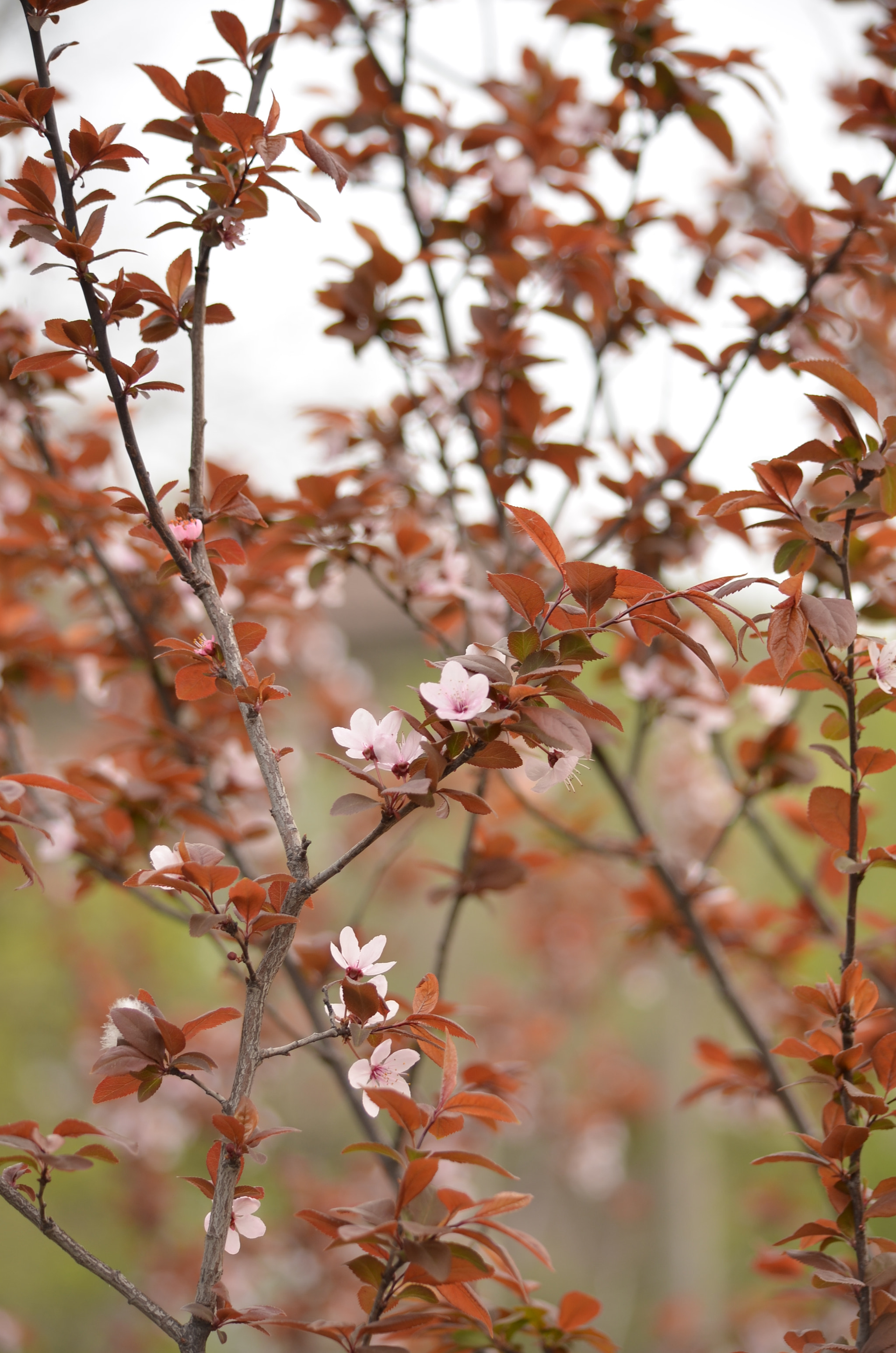 Nikon D5100 sample photo