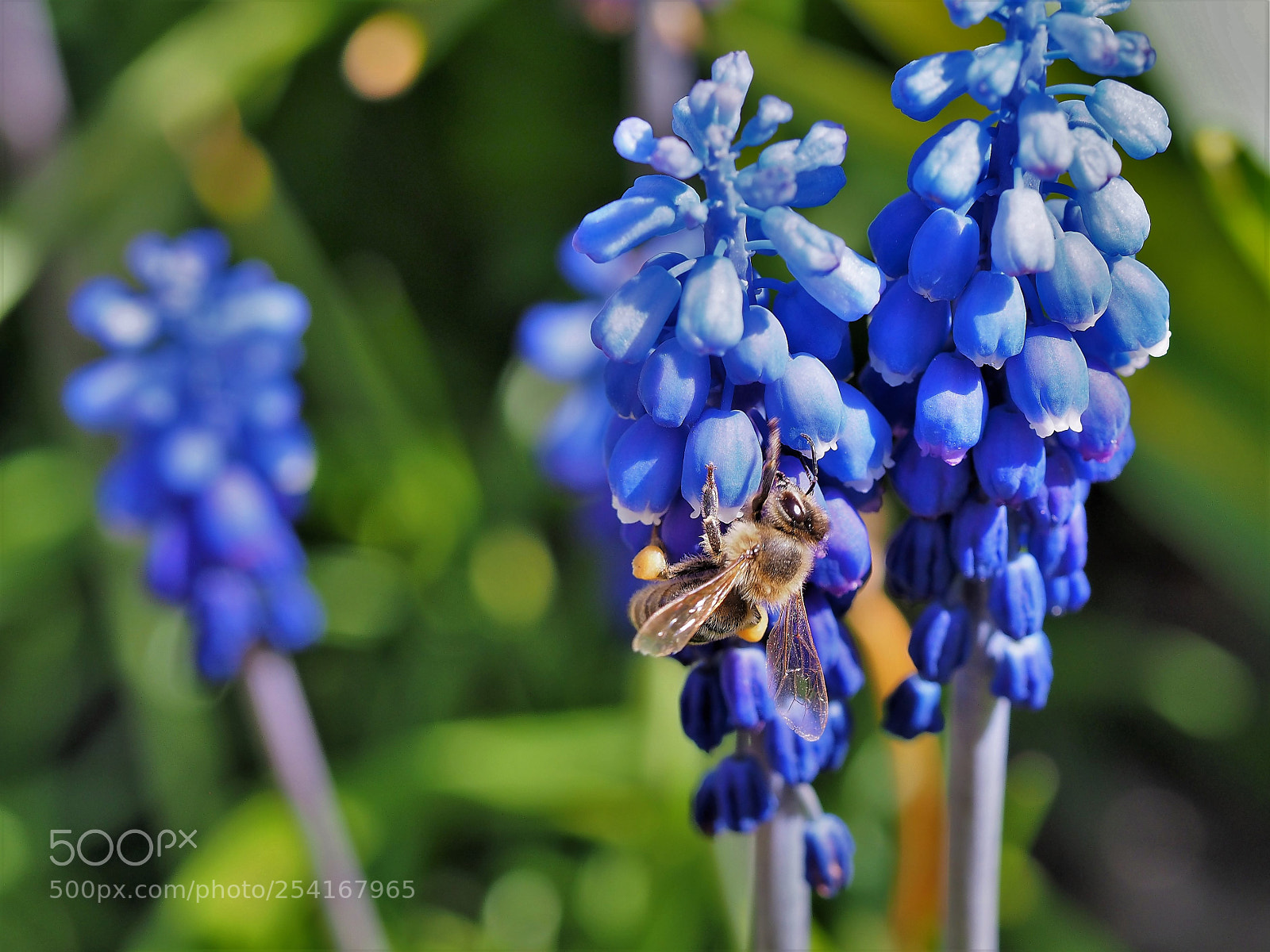 Olympus OM-D E-M1 Mark II sample photo. In blue photography