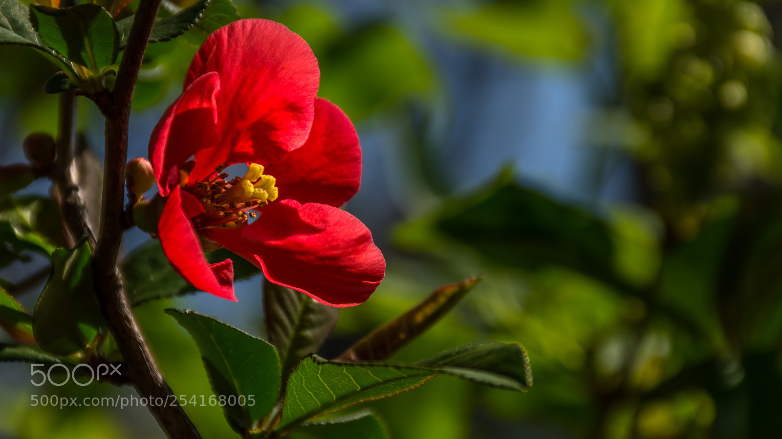 Nikon D7200 sample photo. Chaenomeles japonica blooming in photography