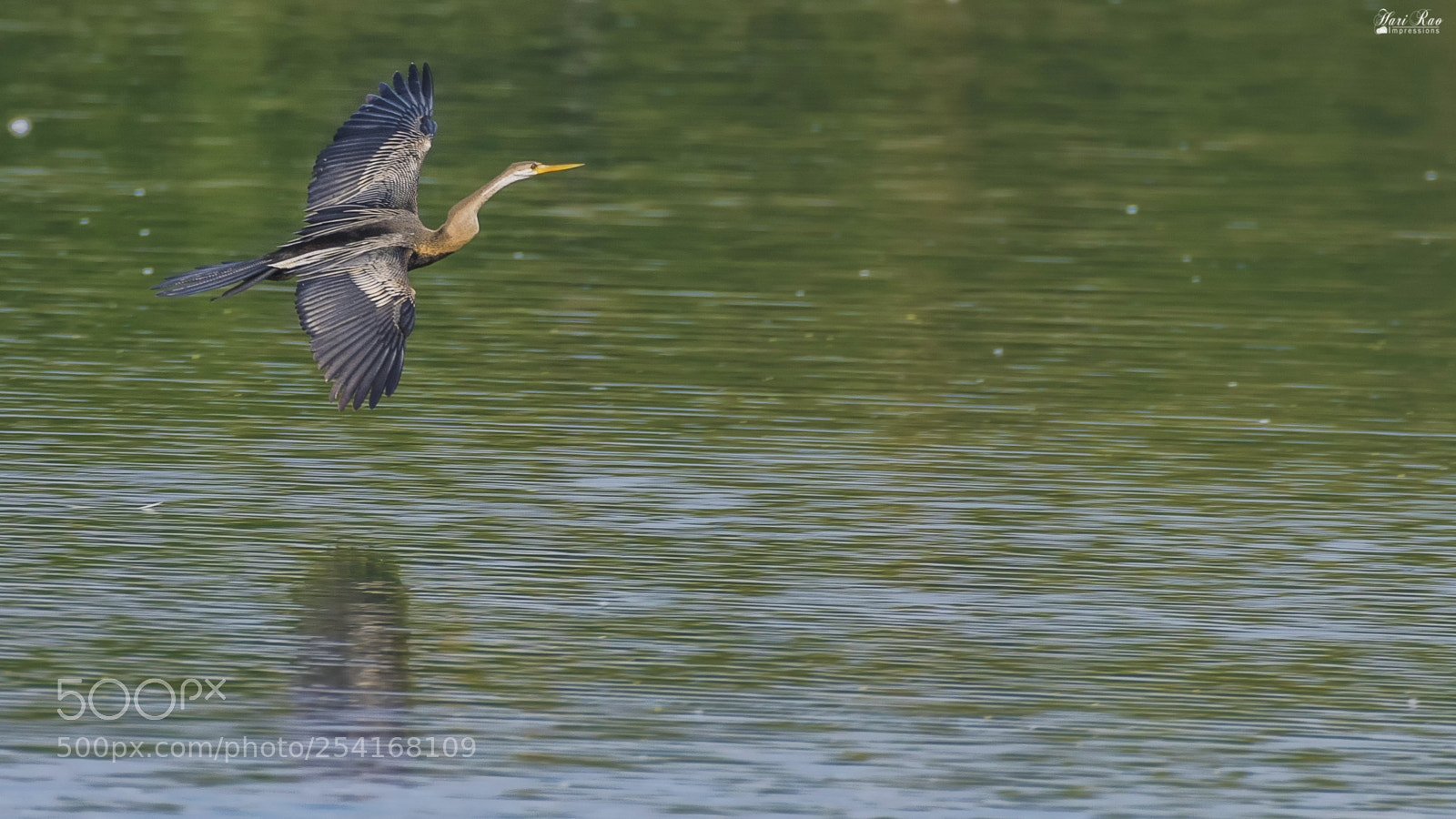 Nikon D810 sample photo. Great indian cormorant.. photography